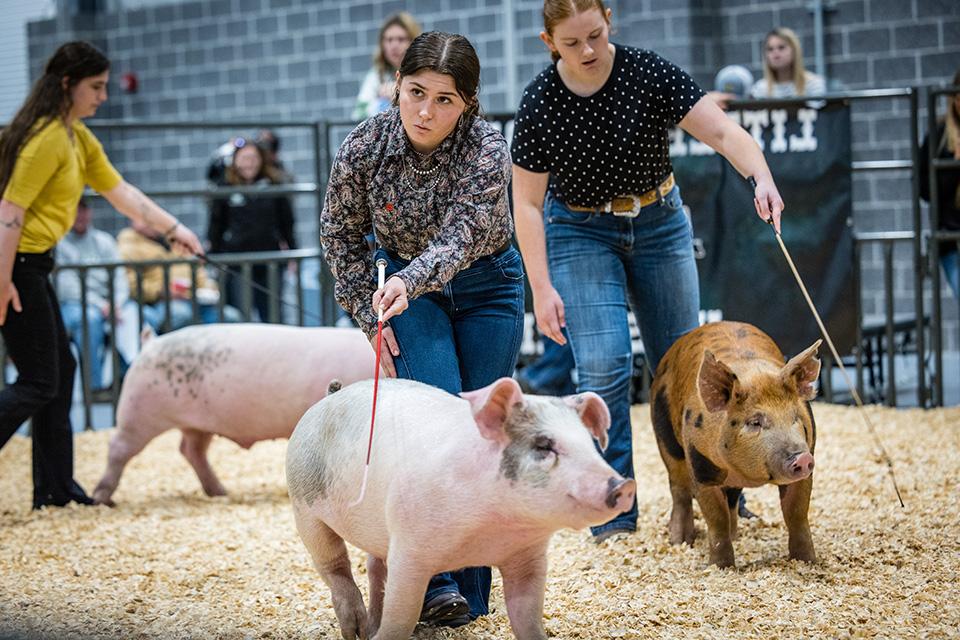 Livestock show provides ag students with hands-on learning, personal development